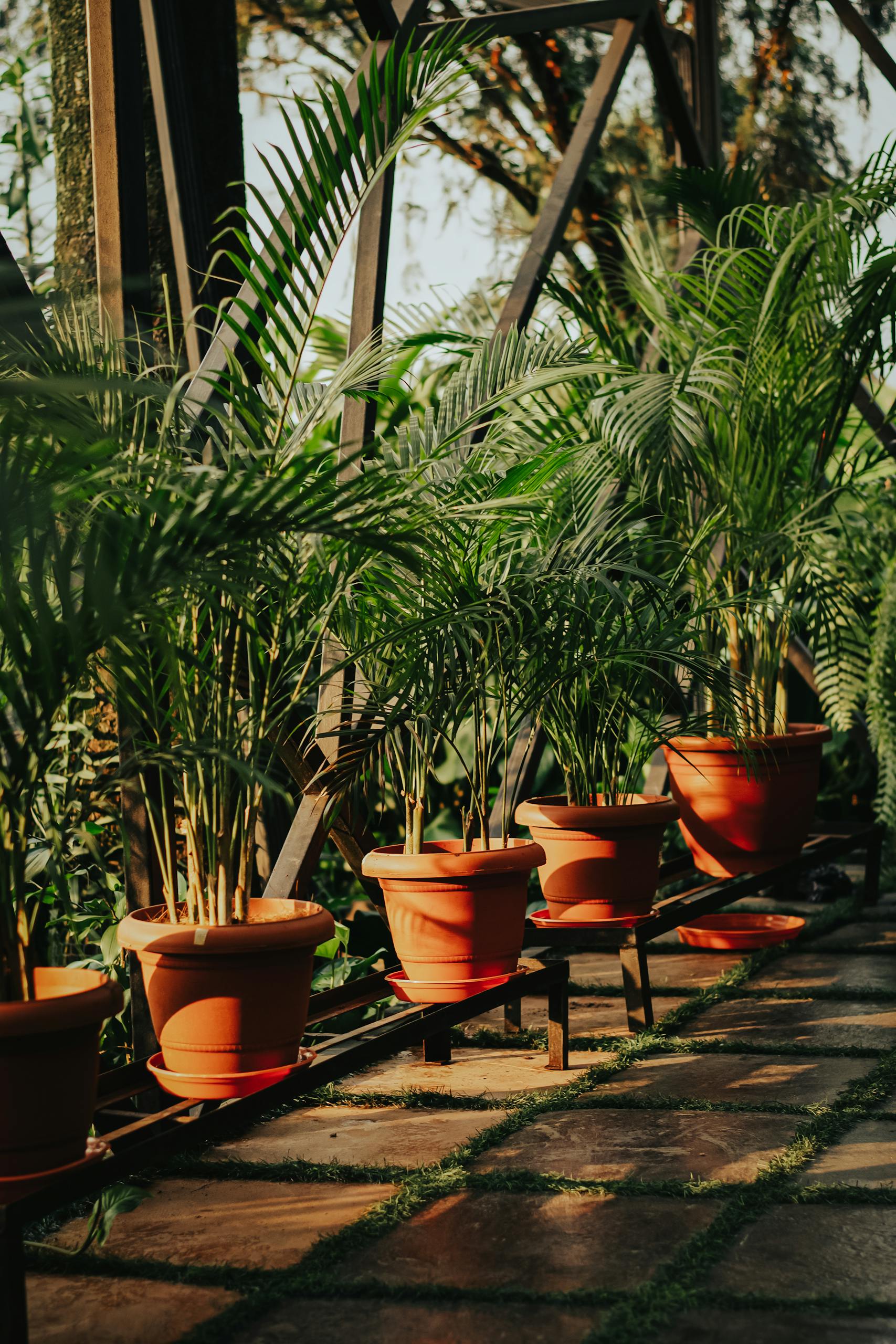 A tranquil outdoor setting with a row of vibrant potted palm plants in sunlight.